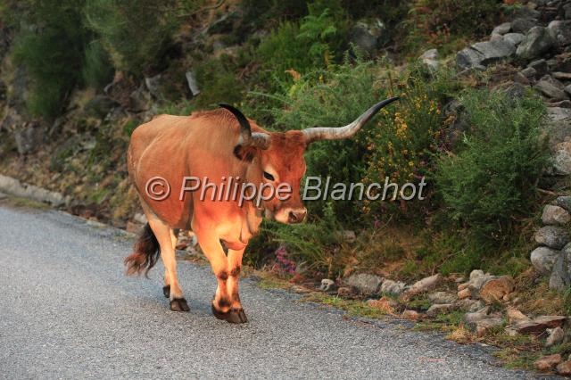 portugal minho 05.JPG - Vache cachena Serra da Peneda, Parque nacional  da Peneda Gerês, Portugal